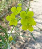 Diplotaxis tenuifolia