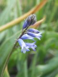 Brimeura amethystina