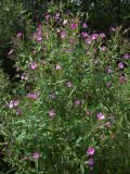 Epilobium hirsutum