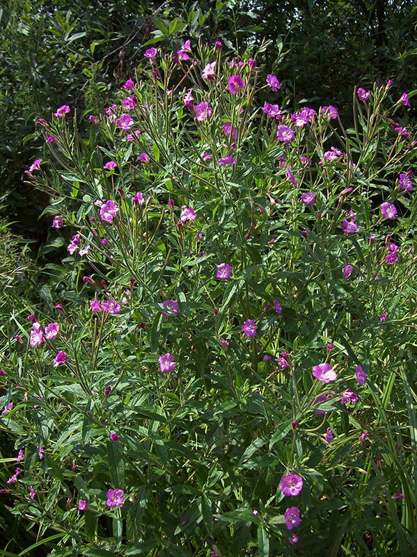 Изображение особи Epilobium hirsutum.