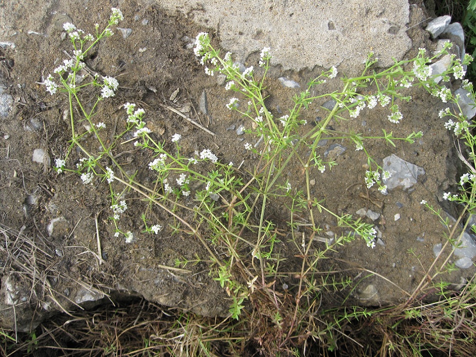 Image of Galium palustre specimen.