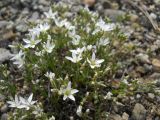 Minuartia adenotricha