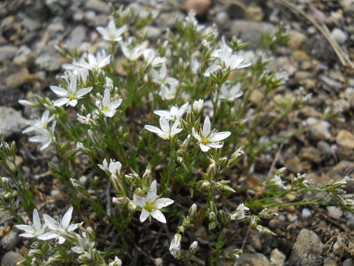 Image of Minuartia adenotricha specimen.