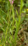 Polygala cretacea