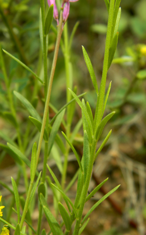 Изображение особи Polygala cretacea.