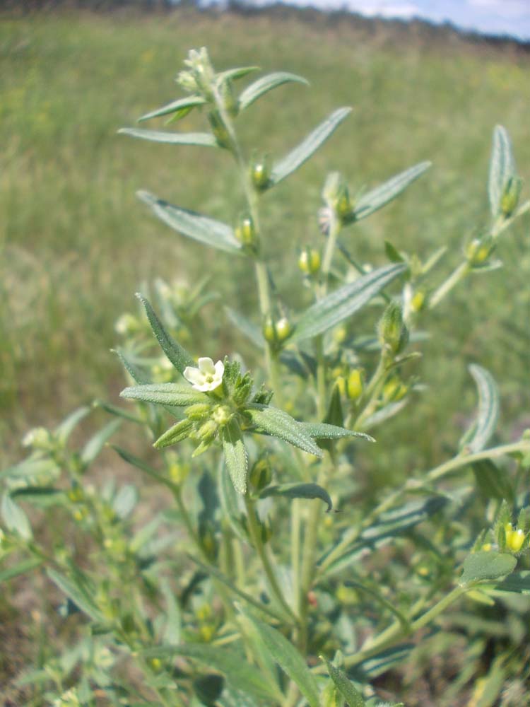 Image of Lithospermum officinale specimen.