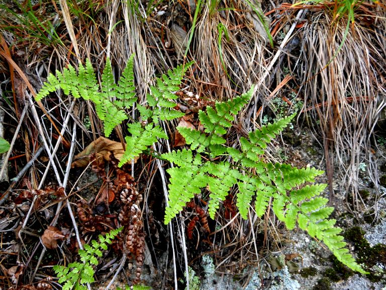 Image of Dryopteris chinensis specimen.