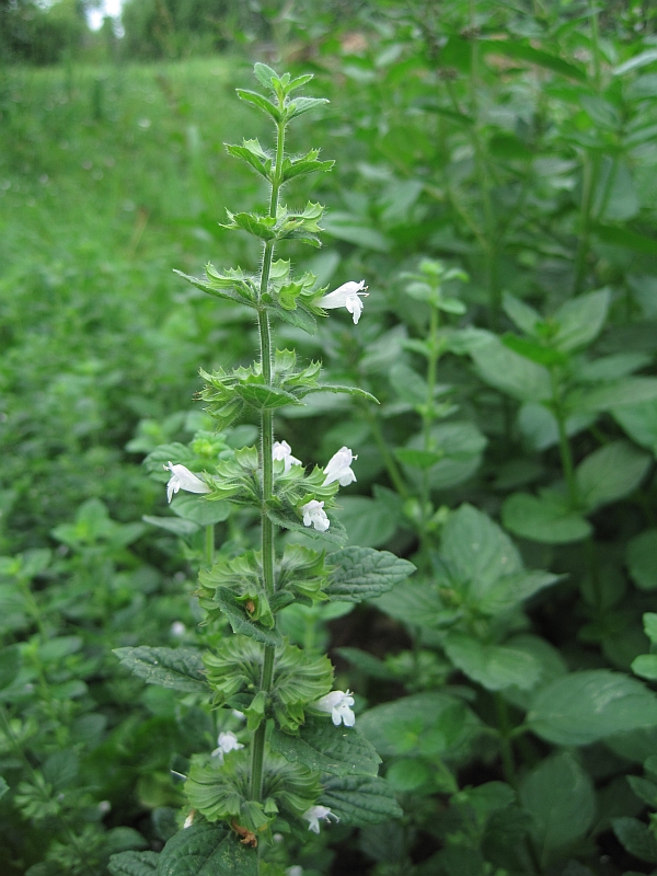 Изображение особи Melissa officinalis.