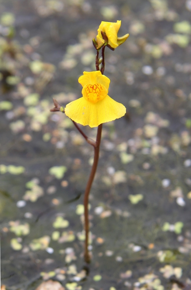 Image of Utricularia &times; neglecta specimen.