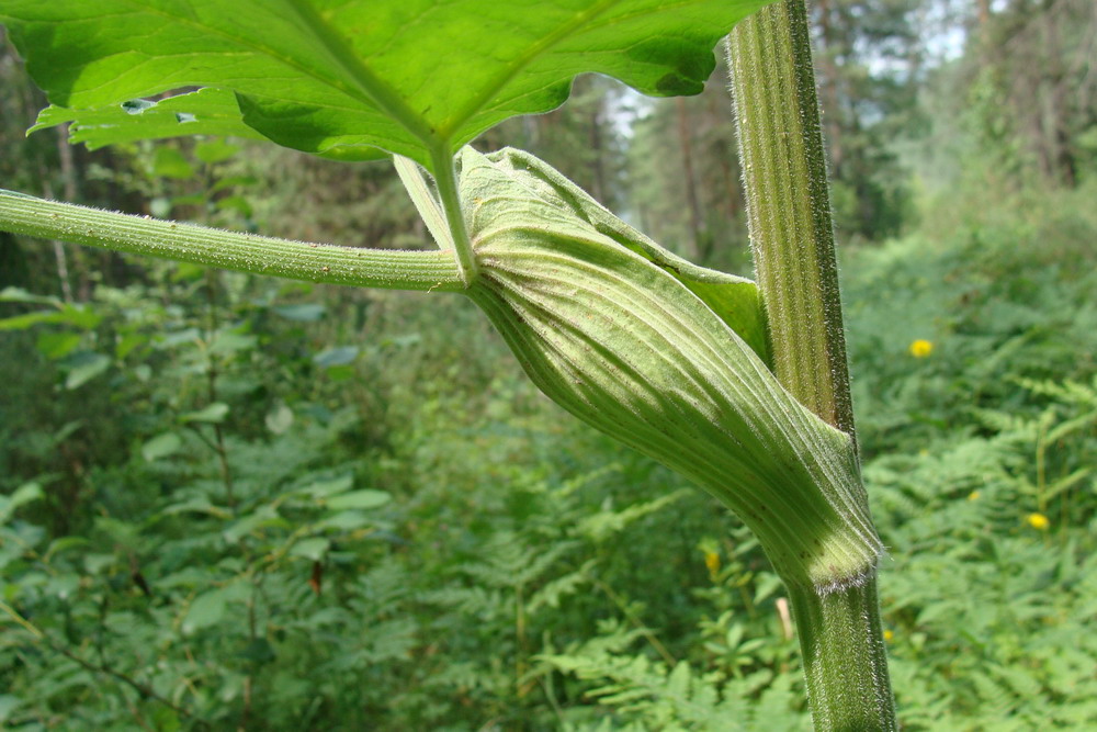 Изображение особи Heracleum dissectum.