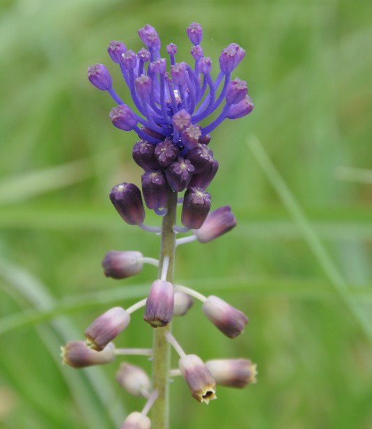 Изображение особи Leopoldia comosa.