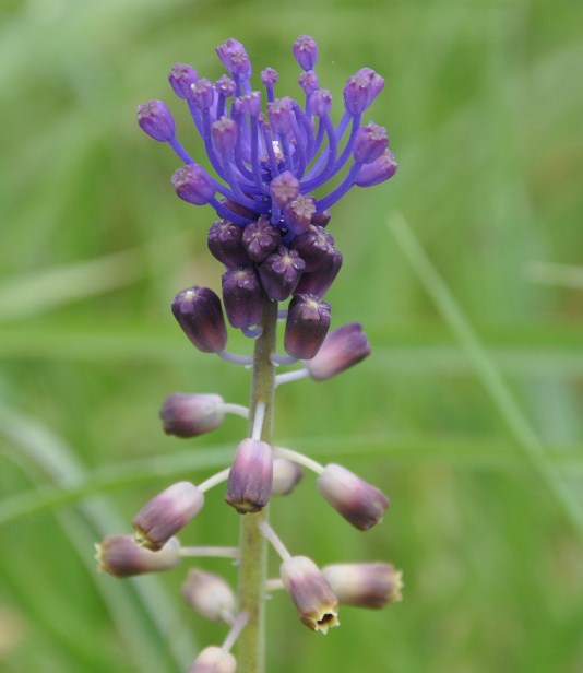 Image of Leopoldia comosa specimen.