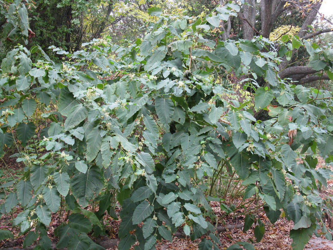 Изображение особи Reynoutria sachalinensis.