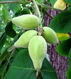 Juglans mandshurica. Соплодие. Москва, территория Кремля, Тайницкий сад. 15.06.2012.