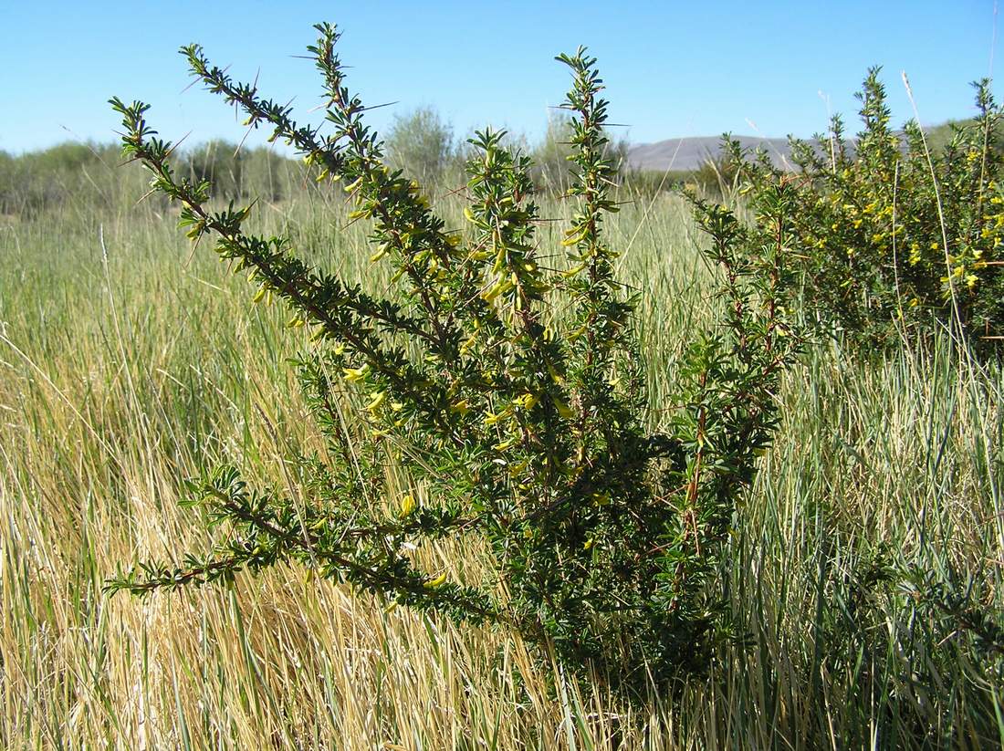 Изображение особи Caragana spinosa.