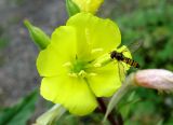 Oenothera rubricaulis