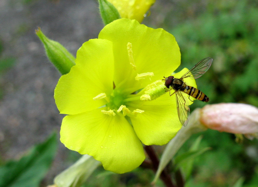 Изображение особи Oenothera rubricaulis.
