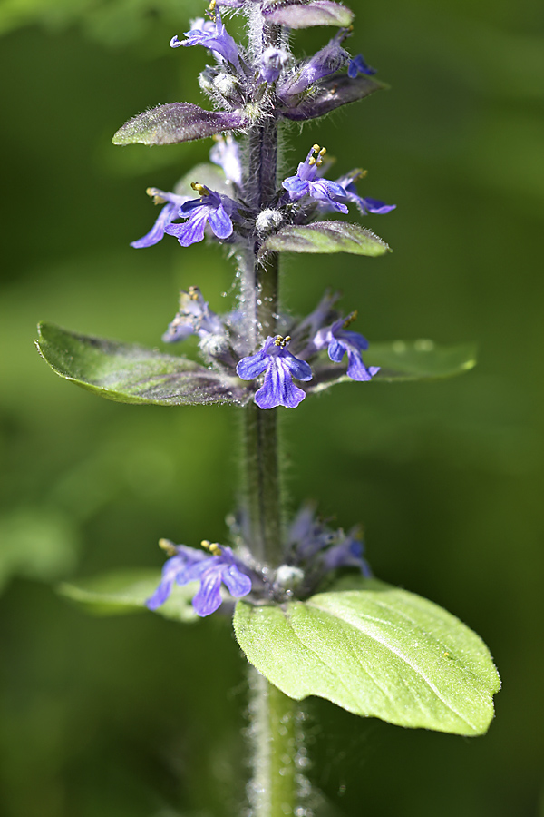 Image of Ajuga reptans specimen.