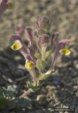 Scutellaria orientalis