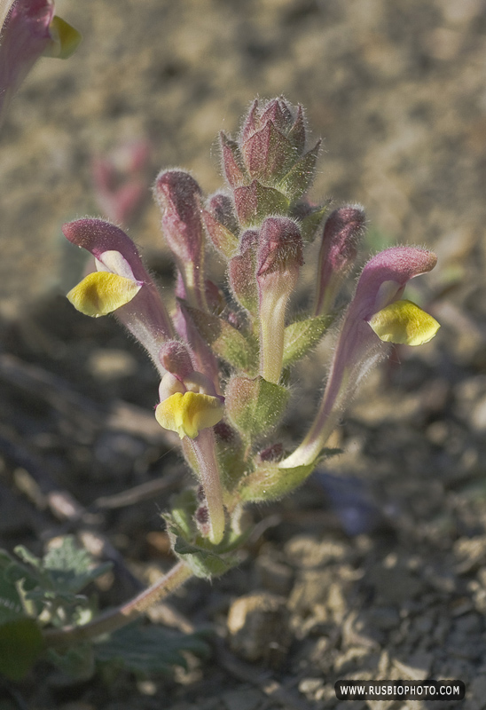 Изображение особи Scutellaria orientalis.