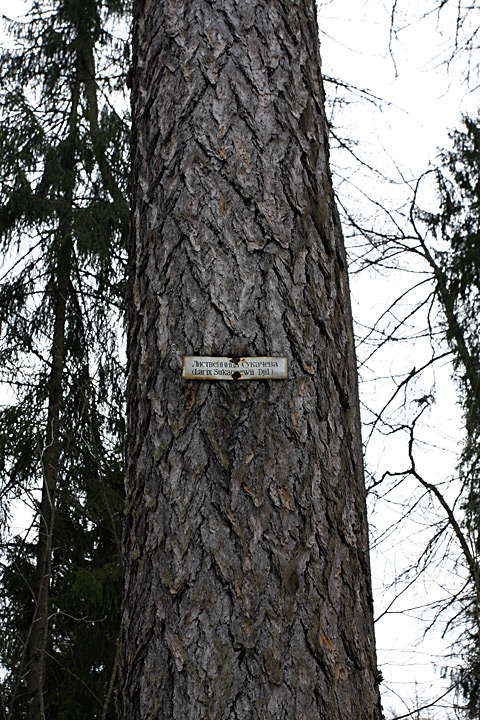 Image of Larix sukaczewii specimen.