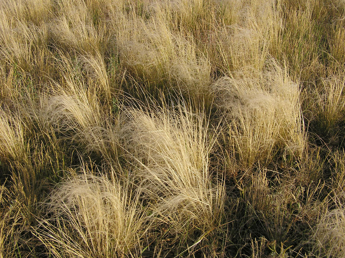 Изображение особи Stipa lessingiana.