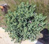 Centaurea seridis подвид maritima. Цветущее растение. Испания, г. Валенсия, резерват Альбуфера (Albufera de Valencia), стабилизировавшаяся дюна. 6 апреля 2012 г.