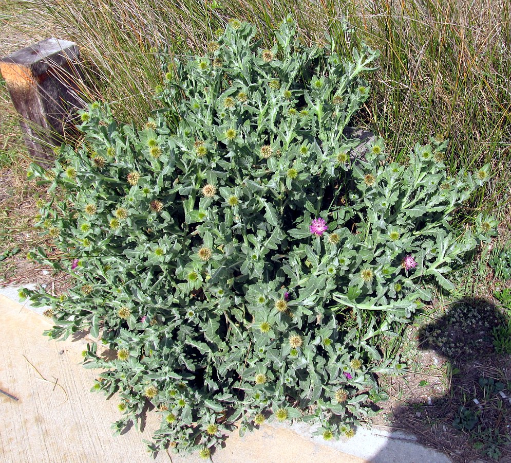 Изображение особи Centaurea seridis ssp. maritima.