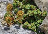 Saxifraga caucasica. Плодоносящее растение. Карачаево-Черкесия, Домбай, гора Мусса-Ачитара, ≈ 3100 м н.у.м. 19.07.2012.