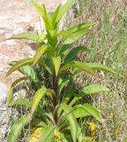 Digitalis lanata