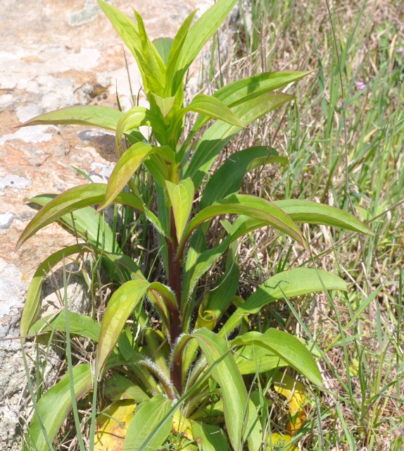 Image of Digitalis lanata specimen.