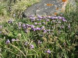 Oxytropis platysema