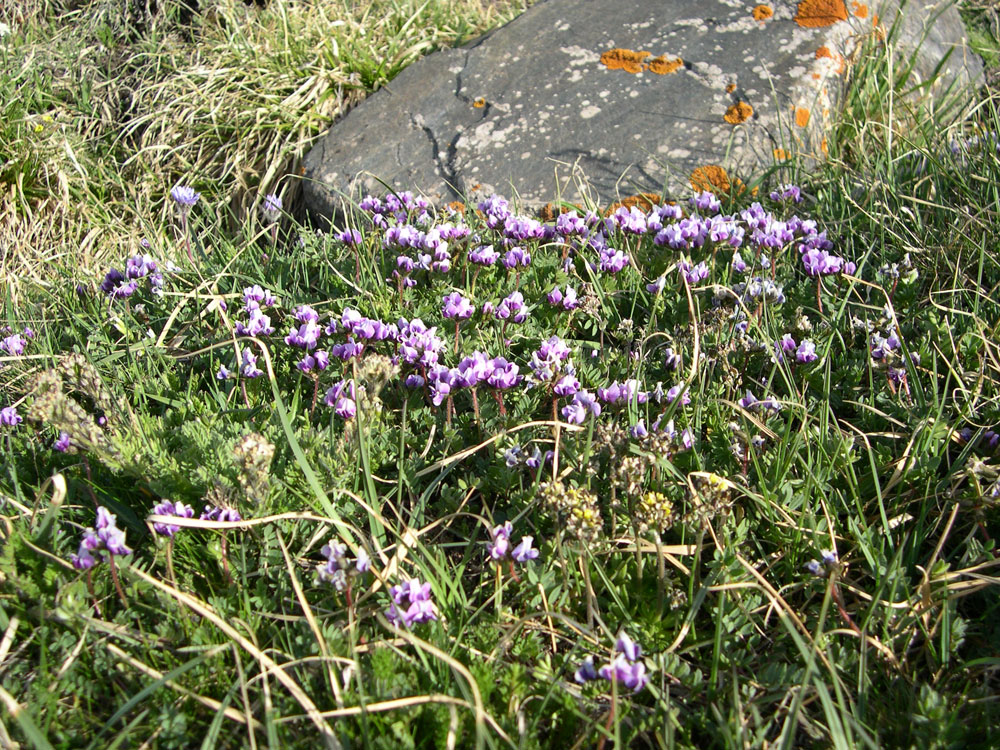 Image of Oxytropis platysema specimen.