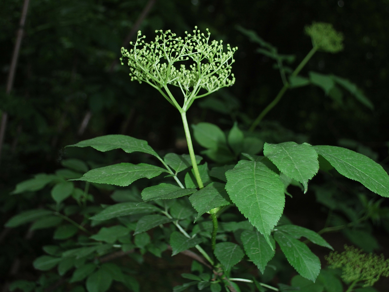 Изображение особи Sambucus nigra.