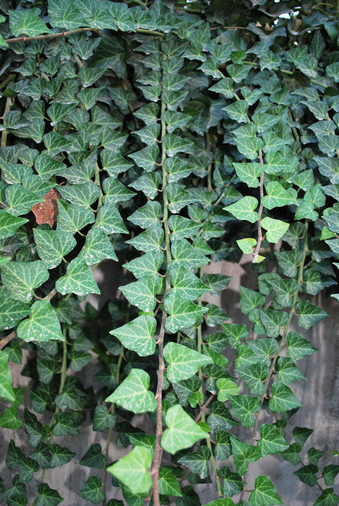 Image of Hedera helix specimen.