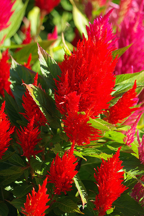 Image of Celosia argentea specimen.