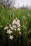 Menyanthes trifoliata