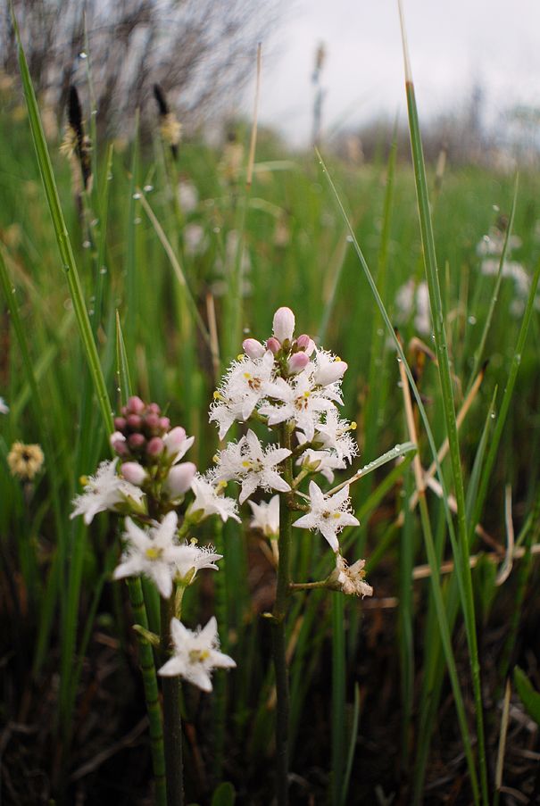 Image of Menyanthes trifoliata specimen.