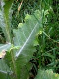 Onopordum acanthium