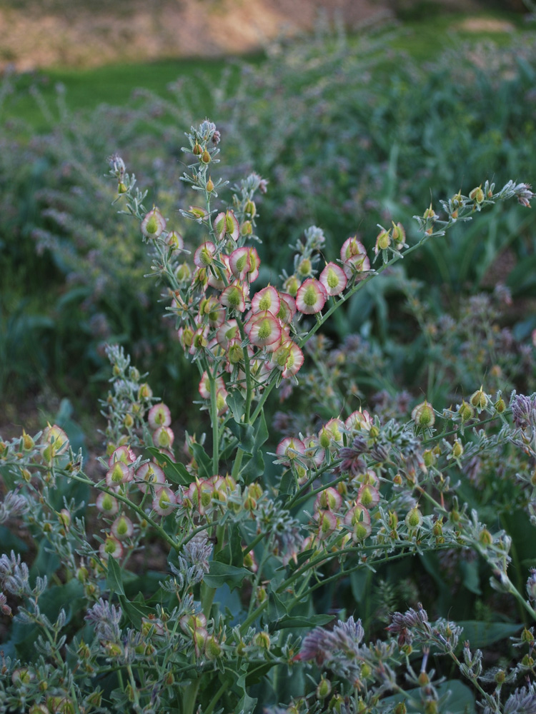 Изображение особи Rindera austroechinata.