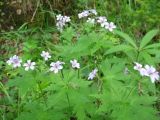 Geranium krylovii