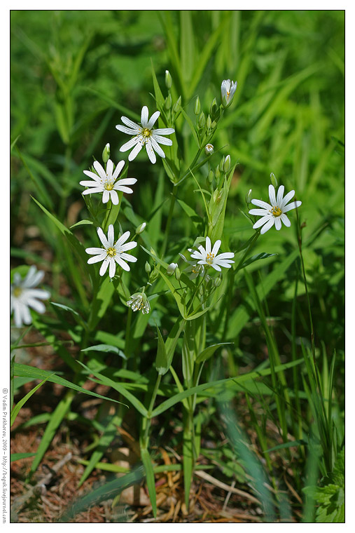 Изображение особи Stellaria holostea.