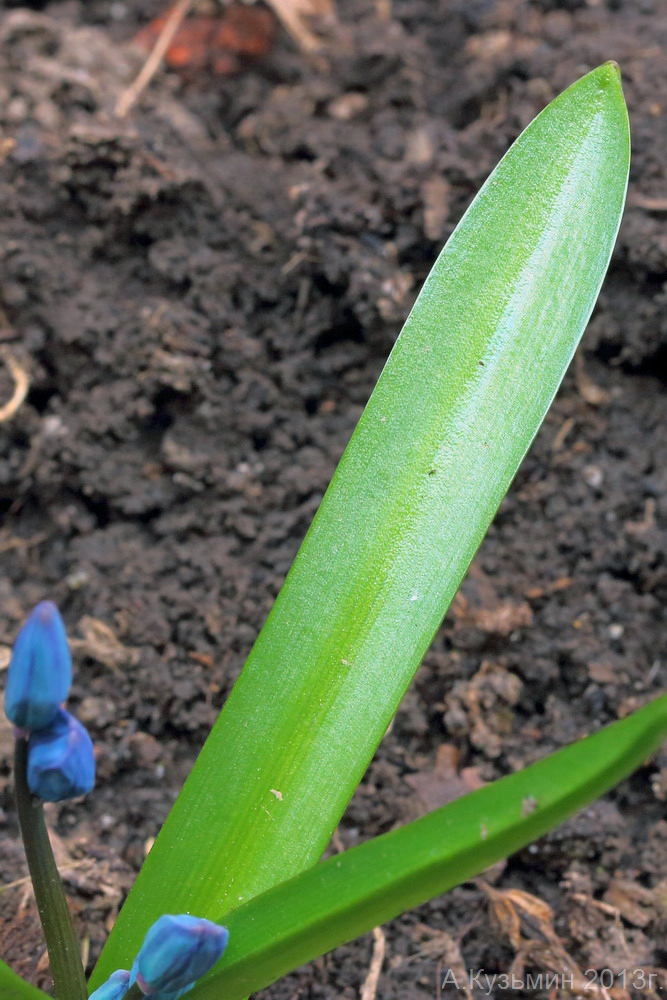 Изображение особи Scilla siberica.