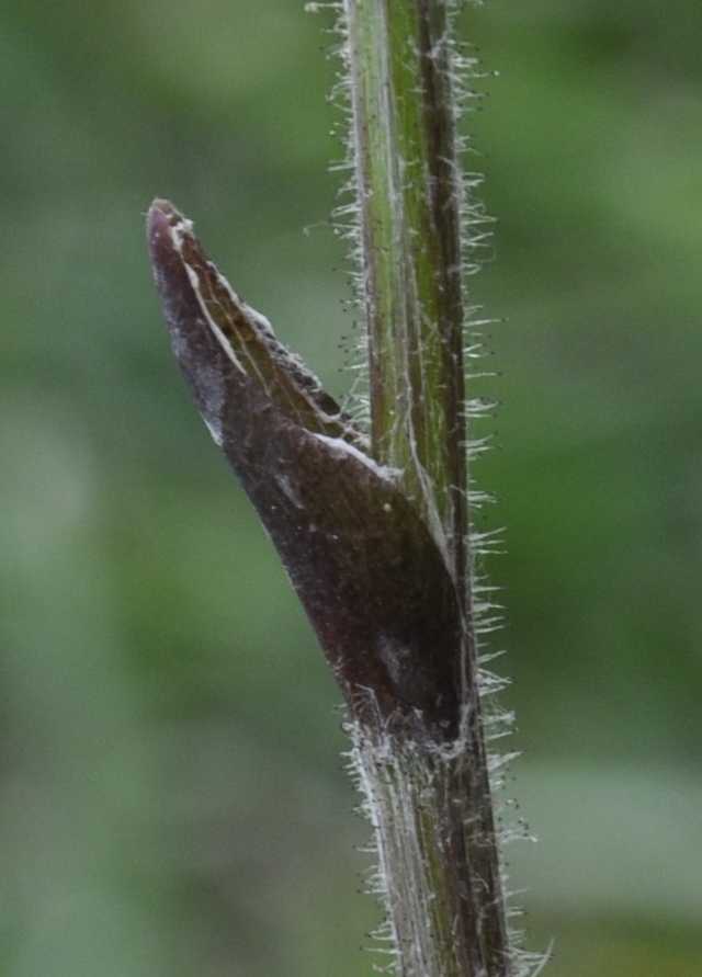 Image of Tussilago farfara specimen.