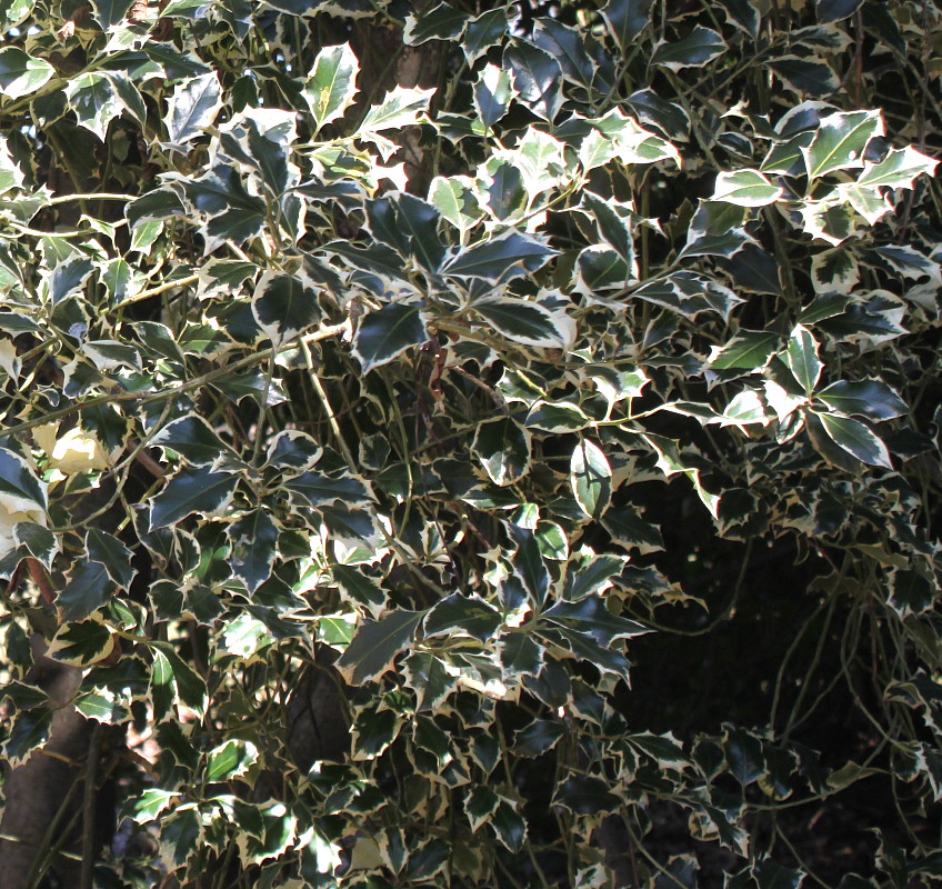 Image of Ilex aquifolium specimen.