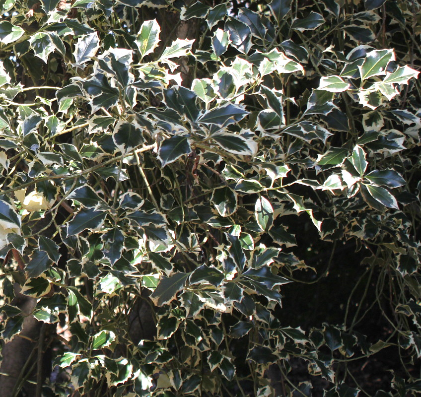 Изображение особи Ilex aquifolium.