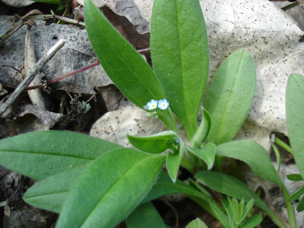 Изображение особи Myosotis sparsiflora.