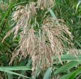 Phragmites australis