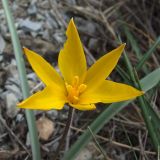 Tulipa australis