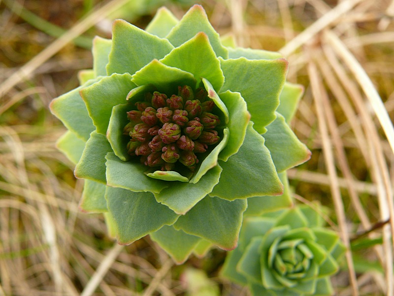 Изображение особи Rhodiola rosea.